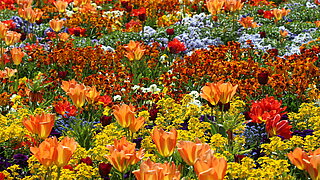 Das Bild zeigt einen bunten Frühjahrsflor mit Tulpen, Vergißmeinnicht, Stiefmütterchen und vielen anderen blühenden Pflanzen. 