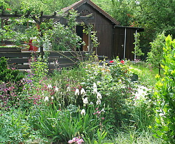 Das Bild zeigt ein Gartenhaus und einem Staudengarten in der Kleingartenanlage Mastweide. 