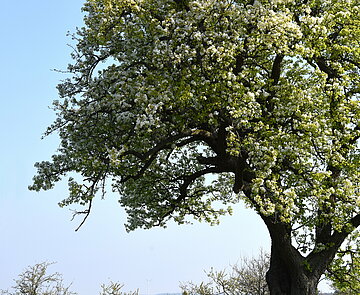 Städtischer Birnbaum