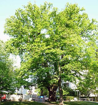 Das Bild zeigt die Eiche an der Beiertheimer Allee Ecke Kantstraße, den größten und ältesten Baum Karlsruhes. 