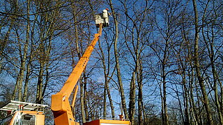 Das Bild zeigt einen Hubsteiger mit ausgefahrener Teleskopbühne, von der aus ein Baumpfleger in Bäumen arbeitet.