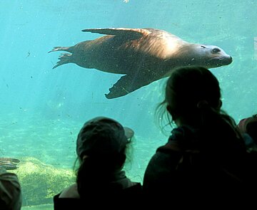 Kinder sehen  den Seelöwen beim Schwimmen zu,