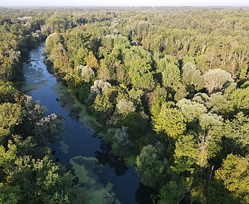 Das Bild zeigt eine Drohnenaufnahme vom Wald in der Rheinebene.