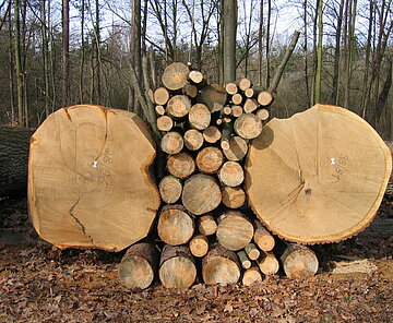 Das Bild zeigt getapelte Holzstämme.
