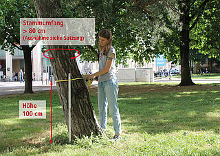 Das Bild zeigt, wie der Stammumfang eines Baumes gemessen wird. 