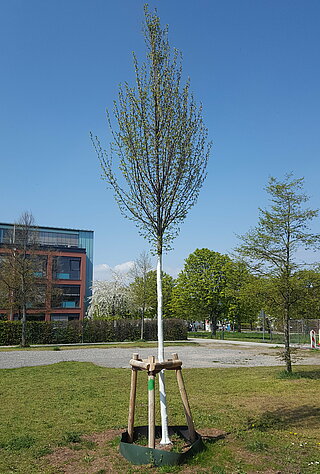 Ein junger Baum steht in einem Park vor blauem Himmel.