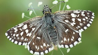Das Bild zeigt einen Schmetterling der Art Würfel-Dickkopffalter. 