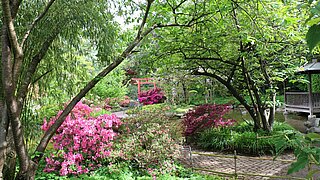 Das Bild zeigt den Japanischen Garten im Zoologischen Stadtgarten im Frühling.