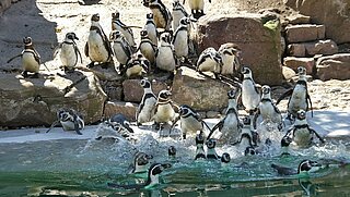 Das Bild zeigt eine Gruppe Pinguine, die in ein Wasserbecken im Zoologischen Stadtgarten springen. 