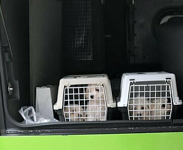 Originalbild der beiden Kleintiertransportboxen mit den Hundewelpen im Gepäckraum des Busses.