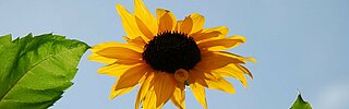Das Bild zeigt einen Ausschnitt einer Sonnenblume vor blauem Himmel.
