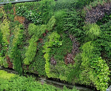 Das Bild zeigt eine vertikale Bepflanzung einer Mauer des Elefantenhauses im Zoologischen Garten. 