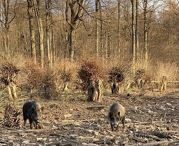 Mehrere Wildschweine im Grünwettersbacher Wald
