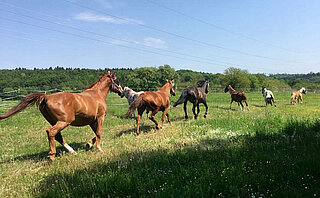 Das Bild zeigt eine Pferdegruppe.