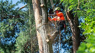 Baumpfleger sägt einen großen Ast ab, währen er durch Kletterausrüstung gesichert ist.