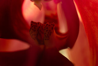 Nahaufnahme der Blüte einer roten Orchidee.