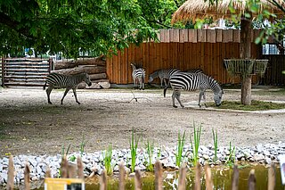 Afrika-Savanne Zoo