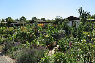 Das Bild zeigt mehrere Gärten im Kleingarten Reitschulschlag mit Gartenhäusern, Gemüse- und Staudenpflanzungen und Hochstämmchen. 