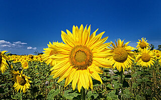 Das Bild steht symbolisch für den Einsatz für unseren Planeten. Es zeigt ein Sonnenblumenfeld vor blauem Himmel.