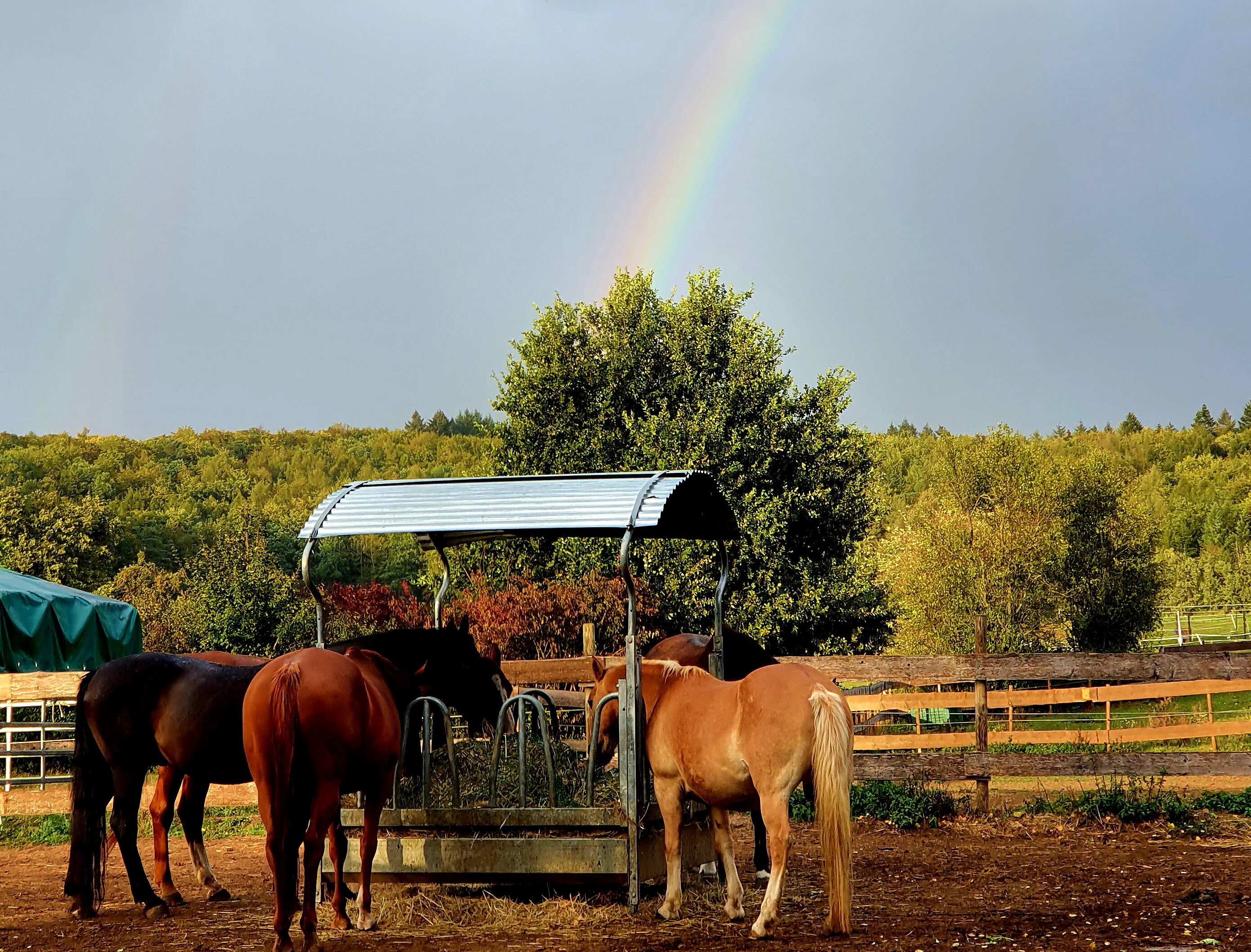 Das Bild zeigt Pferde unter einem Regenbogen.