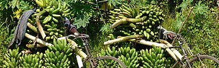 Bananenstauden werden auf einem Fahrrad transportiert.