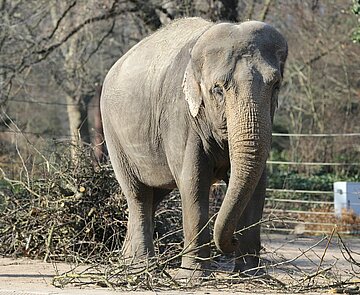 Was beim Elefant vorne rein geht, kommt hinten als perfekter Dünger wieder heraus. Die Zoofreunde geben den Mist am kommenden Samstag gegen eine Spende für den Artenschutz ab.