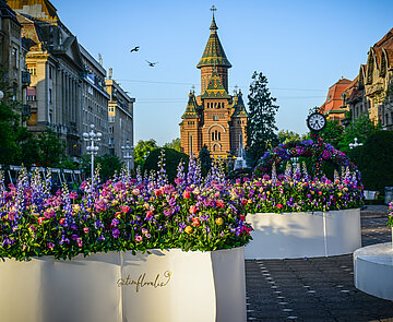 Blick über die Piața Victoriei (Siegesplatz) mit besonderem Blumenschmuck zum Blumenfestival auf die orthodoxen Kathedrale im Hintergrund
