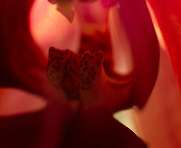 Nahaufnahme der Blüte einer roten Orchidee.