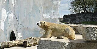 Eisbär, Zoologischer Stadtgarten