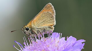 Das Bild zeigt einen Schmetterling der Art Braunkolbiger Brauner Dickkopffalter. 