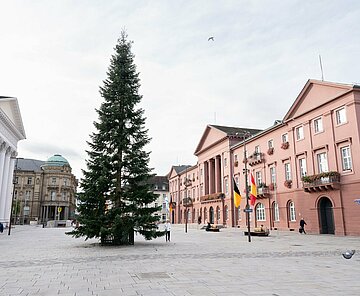 Der Weihnachtsbaum steht auf dem Marktplatz  vor dem Rathaus