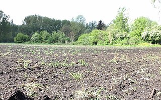 Das Bild zeigt einen Ausschnitt eines landwirtschaftlich genutzten Bodens.