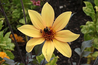 Das Bild zeigt Wildbienen auf einer gelben Dahlien-Blüte.