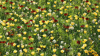 Das Bild zeigt einen Frühjahrsflor mit Kaiserkrone, gelben Tulpen und weißen Narzissen. 