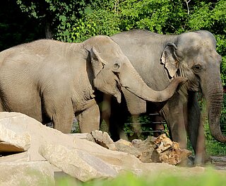 Elefantenkühe Jenny und Saida
