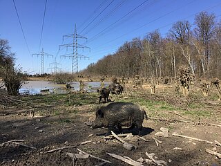 Das Bild zeigt Wildschweine im Gehege Grünwettersbach.