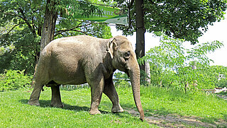 Asiatische Elefantenkuh im Grünen