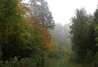 Waldabbildung im Herbst in Wolfartsweier.