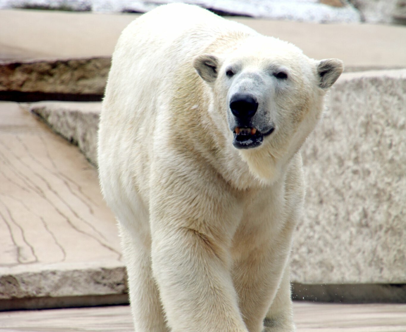 Eisbär Kap im Karlsruher Zoo