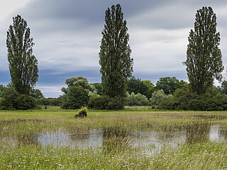 Das Bild zeigt nach einem Hochwasser überflutete Wiesen im Naturschutzgebiet Lampertheimer Altrhein. 