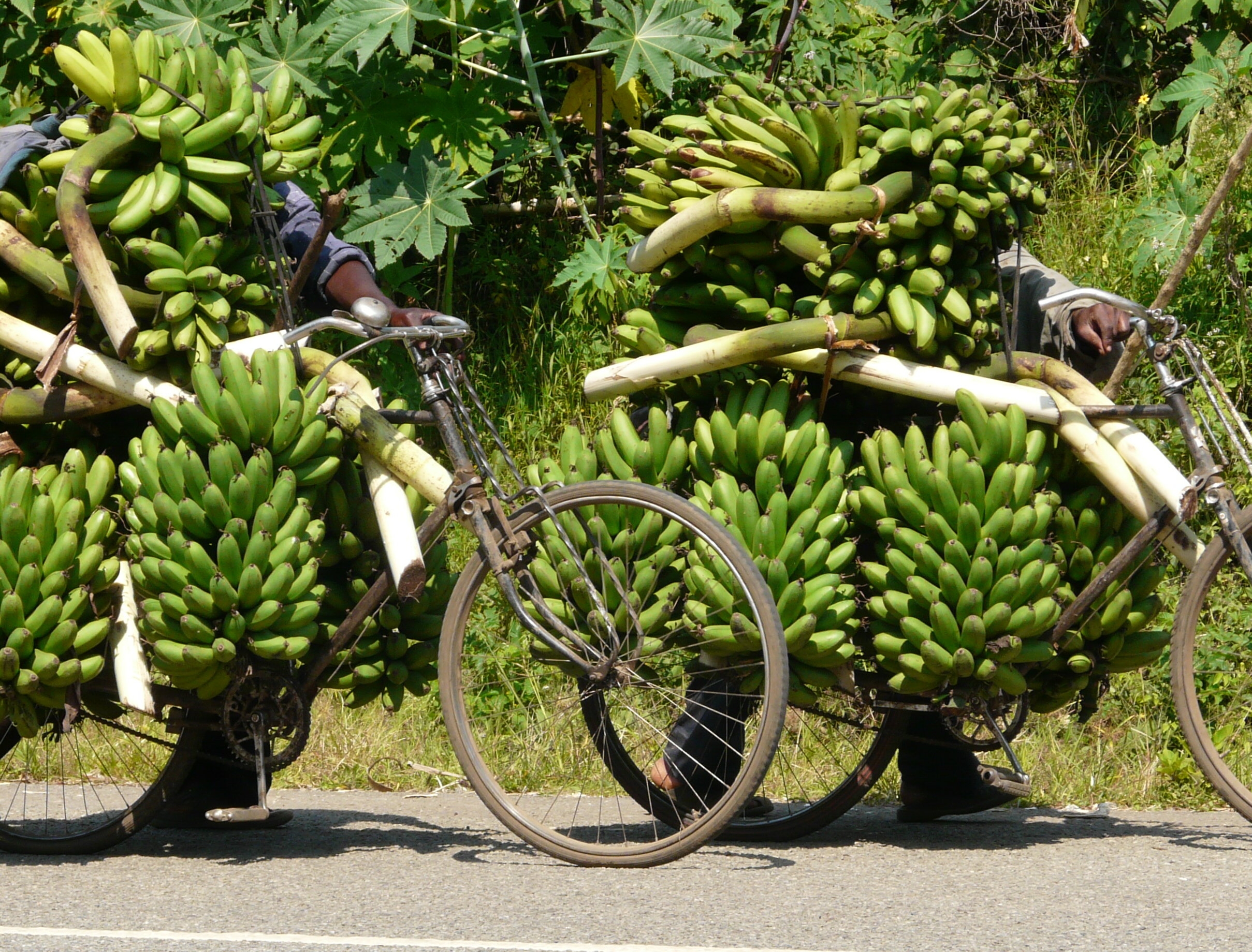 Eine Bananenstaude wiegt 50 bis 80 Kilogramm.