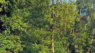 Das Bild zeigt einen Wald.